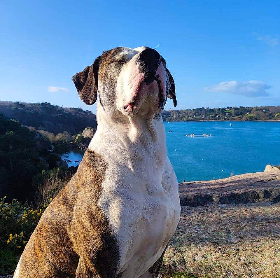 Boston a rejoint le concours — aidez-le/la à gagner de superbes lots ! carnivore, cloud, collar, companion_dog, dog, dog_breed, dog_collar, fawn, lake, landscape, liver, molosser, plant, sky, snout, sporting_group, water, whiskers, working_animal, wrinkle