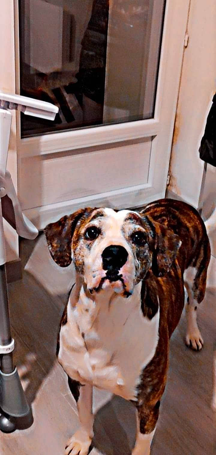 Boston participe au concours pour gagner de l'argent avec cette photo : canidae, carnivore, collar, companion_dog, dog, dog_breed, dog_collar, event, fawn, flooring, fur, guard_dog, non_sporting_group, picture_frame, snout, sporting_group, working_animal, working_dog