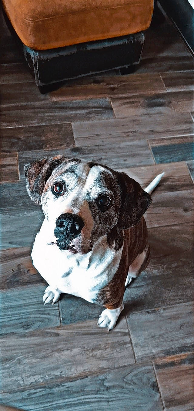 Boston a rejoint le concours — aidez-le/la à gagner de superbes lots ! canidae, carnivore, collar, companion_dog, dog, dog_breed, dog_collar, dog_supply, fashion_accessory, fawn, flooring, fur, guard_dog, hardwood, leash, pet_supply, sporting_group, whiskers, wood, working_animal