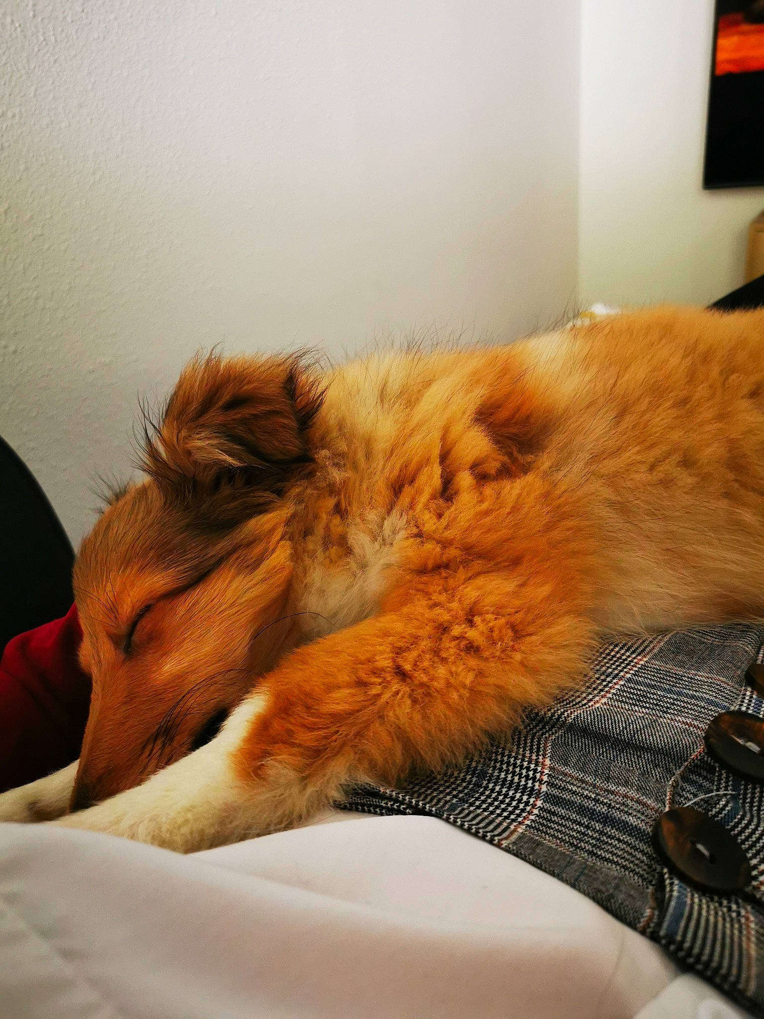 Tonic a rejoint le concours — aidez-le/la à gagner de superbes lots ! bedding, carnivore, cat, chair, comfort, companion_dog, dog, dog_breed, ear, eye, fawn, felidae, fur, human_leg, liver, small_to_medium_sized_cats, snout, sporting_group, television, whiskers