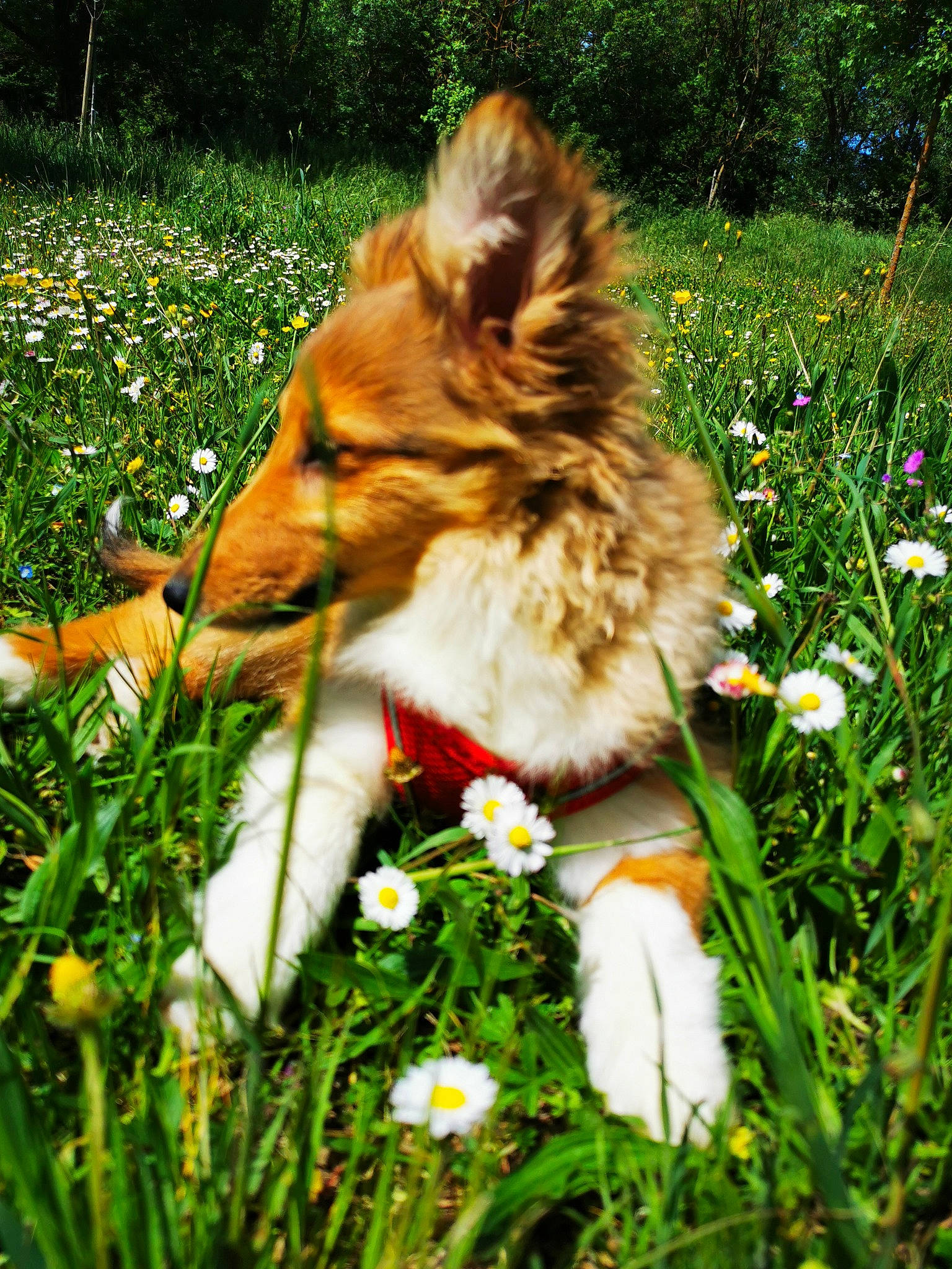 Tonic a rejoint le concours — aidez-le/la à gagner de superbes lots ! carnivore, collie, companion_dog, dog, dog_breed, fawn, flower, grass, grassland, happy, herbaceous_plant, herding_dog, lawn, meadow, people_in_nature, petal, plant, rough_collie, shetland_sheepdog, whiskers