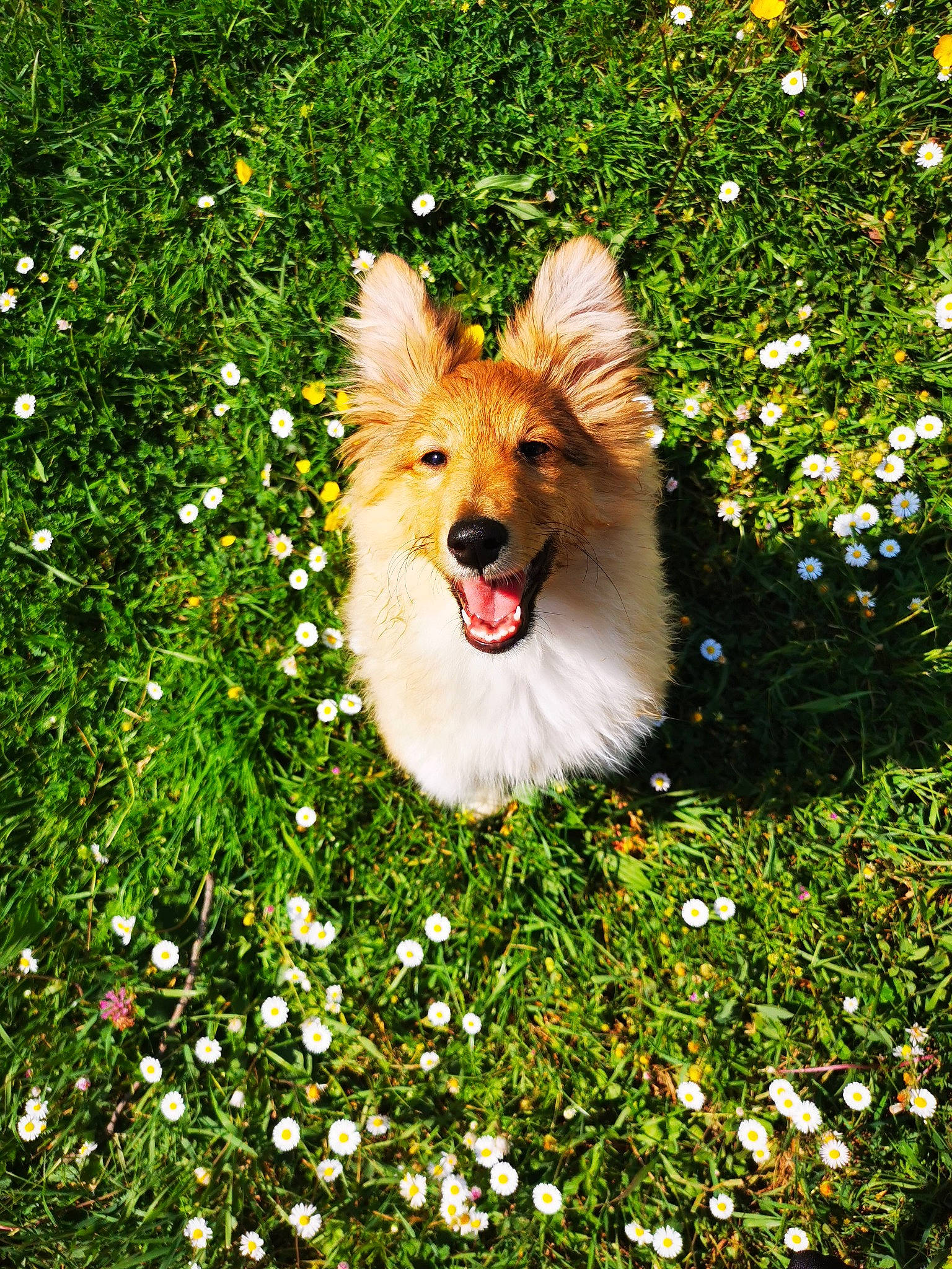 Tonic participe au concours pour gagner de l'argent avec cette photo : canidae, carnivore, companion_dog, dog, dog_breed, flower, grass, grassland, groundcover, happy, meadow, natural_landscape, people_in_nature, plant, rough_collie, sporting_group, tail, toy, whiskers, wing