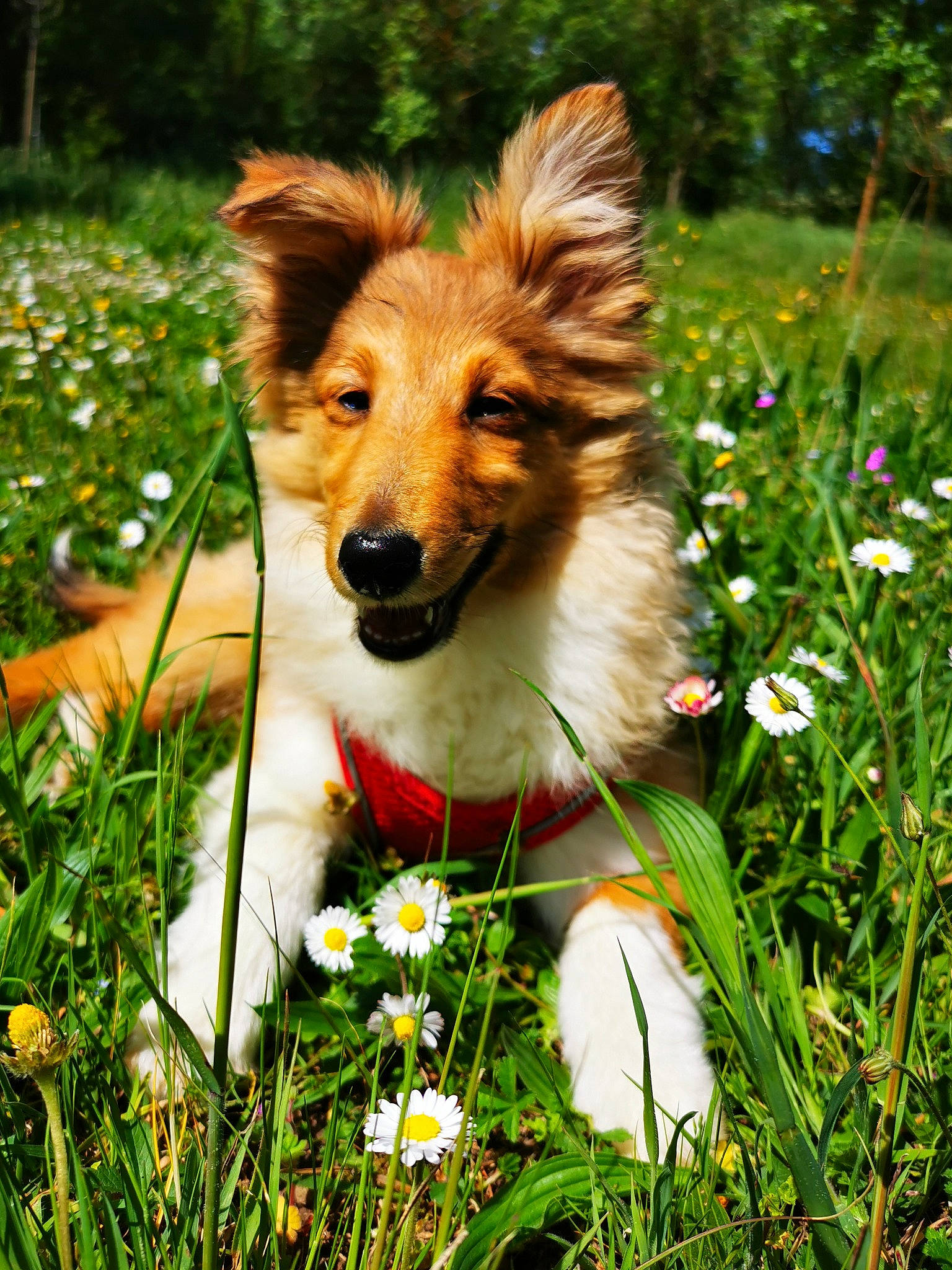 Tonic a rejoint le concours — aidez-le/la à gagner de superbes lots ! carnivore, companion_dog, dog, dog_breed, fawn, flower, garden, grass, grassland, herbaceous_plant, herding_dog, lawn, natural_landscape, people_in_nature, plant, sporting_group, spring, terrestrial_animal, whiskers, working_dog