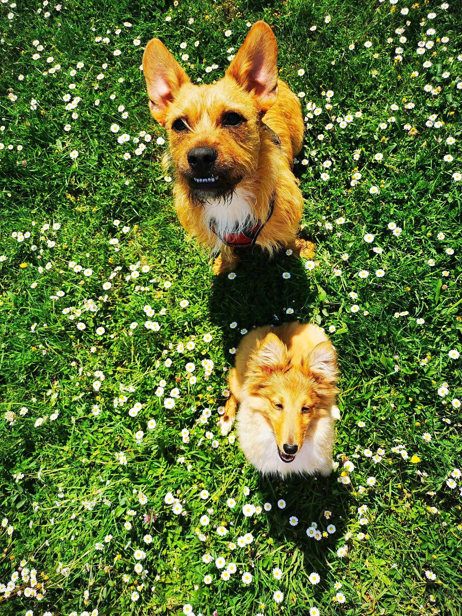 Tonic a rejoint le concours — aidez-le/la à gagner de superbes lots ! canidae, carnivore, companion_dog, dog, dog_breed, fawn, flower, grass, grassland, green, groundcover, mammal, meadow, natural_landscape, people_in_nature, plant, sporting_group, tail, terrestrial_animal, vertebrate