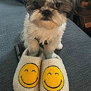 Rocky is registered to the contest to win money with this photo: dog, puppy, slippers, smiley_face, cozy, furry, pet, indoor, couch, gray, white, black, cute, small_dog, sitting, household, relaxed, funny, expression, comfort