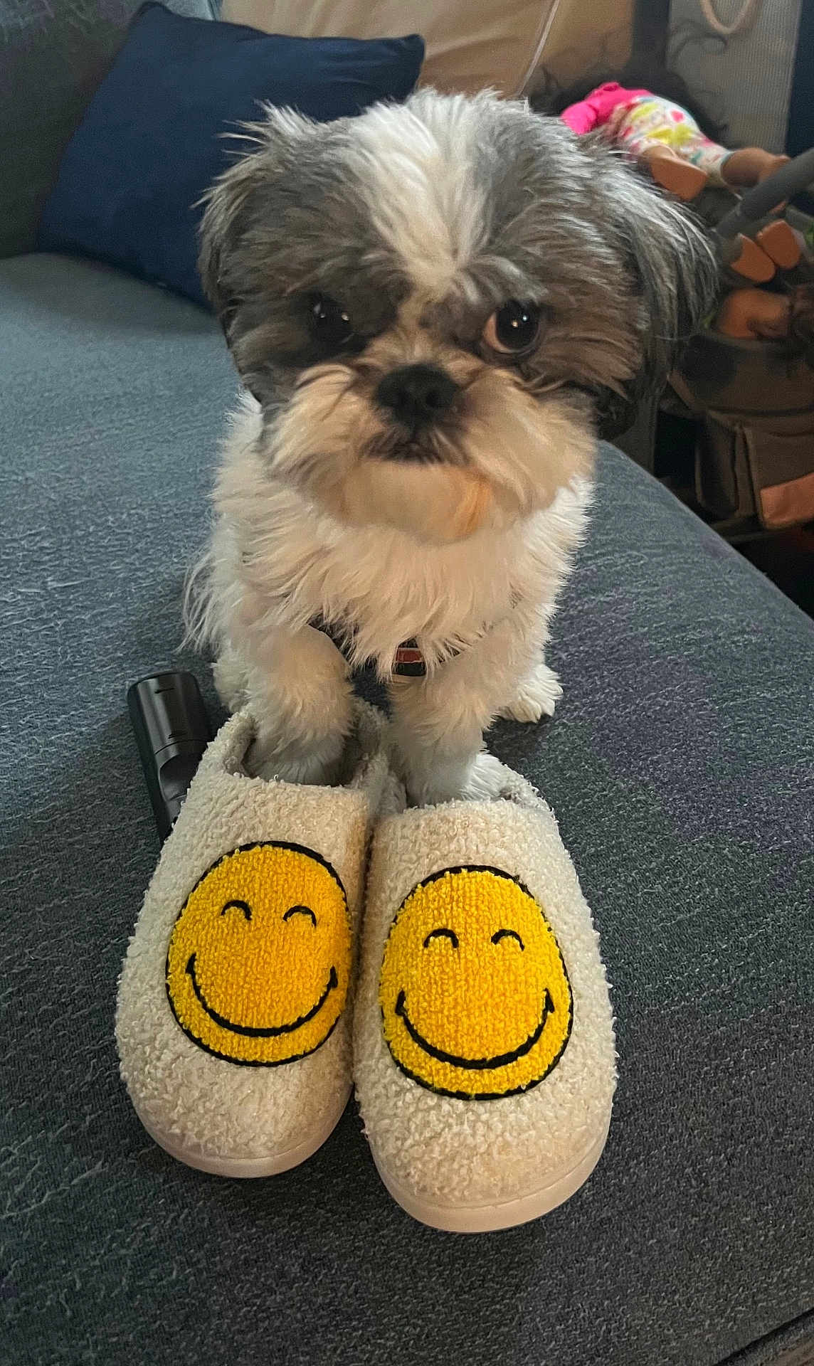 Rocky is registered to the contest to win money with this photo: dog, puppy, slippers, smiley_face, cozy, furry, pet, indoor, couch, gray, white, black, cute, small_dog, sitting, household, relaxed, funny, expression, comfort