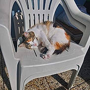 Chouquette a rejoint le concours — aidez-le/la à gagner de superbes lots ! carnivore, cat, chair, fawn, felidae, kitten, norwegian_forest_cat, ragamuffin, small_to_medium_sized_cats, tail, turkish_van, whiskers