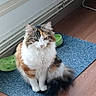Chouquette a rejoint le concours — aidez-le/la à gagner de superbes lots ! aegean_cat, american_curl, british_semi_longhair, carnivore, cat, cymric, domestic_long_haired_cat, european_shorthair, felidae, floor, fur, kitten, maine_coon, mammal, norwegian_forest_cat, polydactyl_cat, ragamuffin, siberian, small_to_medium_sized_cats, whiskers