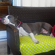 Jenna participe au concours pour gagner de l'argent avec cette photo : american_bulldog, american_pit_bull_terrier, american_staffordshire_terrier, canidae, carnivore, dog, dog_breed, fawn, non_sporting_group, pit_bull, sporting_group, tail, weimaraner