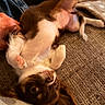 Luna participe au concours pour gagner de l'argent avec cette photo : animal, brown, canine, carpet, cozy, cute, dog, fur, hand, indoor, looking, lying_down, paw, petting, playful, puppy, relaxed, texture, upside_down, white