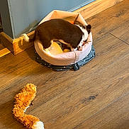 Luna a rejoint le concours — aidez-le/la à gagner de superbes lots ! puppy, dog, pet_bed, toy, wooden_floor, indoor, playful, brown_and_white, cozy, corner, plush_toy, rummaging, small_dog, flooring, home, pet, animal, cute, domestic, furniture