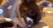 Luna participe au concours pour gagner de l'argent avec cette photo : animal, blanket, brown, calm, companion, cozy, cute, dog, ears, fur, indoors, pet, polka_dot, puppy, relaxation, rest, sleeping, snout, soft_texture, white