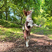 Luna participe au concours pour gagner de l'argent avec cette photo : animal, canine, daylight, dog, ears_up, forest, grass, greenery, harness, leaves, nature, outdoor, path, people_in_background, pets, small_dog, standing, sunlight, trees, walking_path
