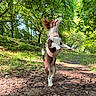 animal, canine, daylight, dog, ears_up, forest, grass, greenery, harness, leaves, nature, outdoor, path, people_in_background, pets, small_dog, standing, sunlight, trees, walking_path