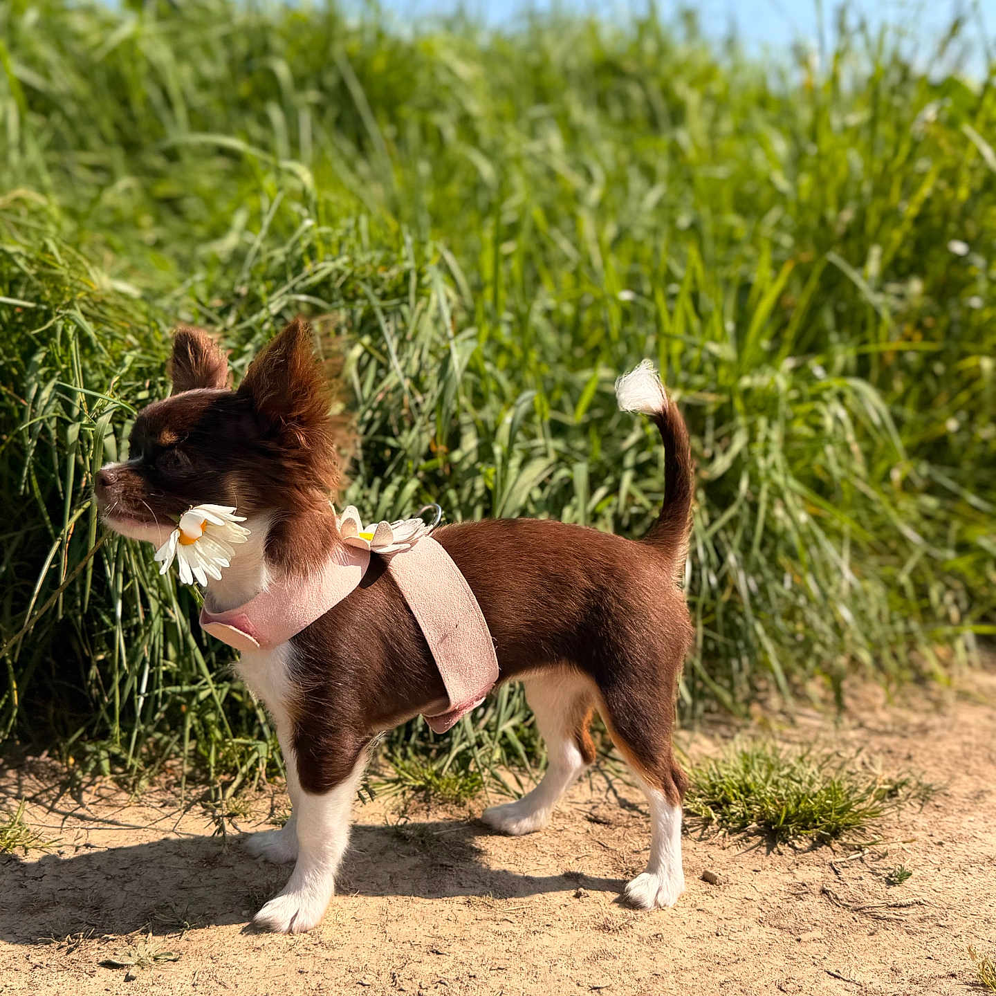 Luna a rejoint le concours — aidez-le/la à gagner de superbes lots ! dog, small_dog, brown_dog, white_paws, pink_harness, flower, daisy, grass, outdoor, sunny, blue_sky, nature, pet, canine, standing, side_view, daylight, animal, cute, playful