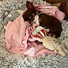 Luna participe au concours pour gagner de l'argent avec cette photo : puppy, dog, bed, blanket, plush_toy, pink, grey, fur, cute, cozy, sleepy, indoor, floor, wooden_furniture, pet, animal, small_dog, resting, soft, toy