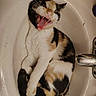 Mischief joined the competition — help win amazing prizes! animal, bathroom, black, calico_cat, cat, curled_up, cute, domestic_cat, fur, indoor, mouth_open, orange, pet, resting, sink, sleepy, toilet_faucet, whiskers, white, yawning