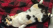 Mischief is registered to the contest to win money with this photo: animal, black, blanket, calico, cat, checkered, cozy, cute, domestic, feline, fur, indoor, lying_down, paw, pet, red, relaxed, resting, sleepy, whiskers