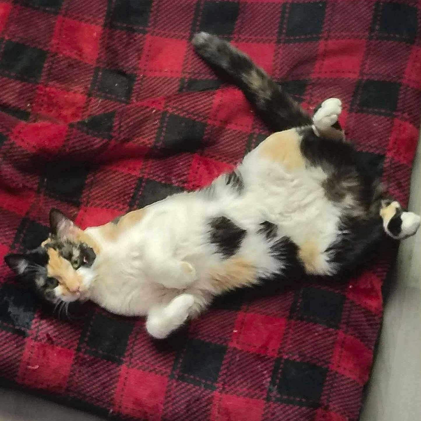 Mischief