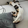 Mischief joined the competition — help win amazing prizes! animal, bed, calico_cat, cat, cozy, cute, domestic, feline, fur, gray, home, indoor, mammal, pet, pillow, relaxing, resting, sleeping, stretching, white