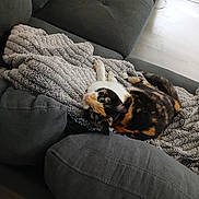 Mischief is registered to the contest to win money with this photo: animal, blanket, calico_cat, calm, cat, couch, cozy, cute, fur, furniture, green_eyes, home, indoor, living_room, looking_up, pet, relaxing, resting, soft_lighting, texture