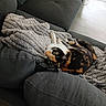 animal, blanket, calico_cat, calm, cat, couch, cozy, cute, fur, furniture, green_eyes, home, indoor, living_room, looking_up, pet, relaxing, resting, soft_lighting, texture