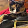 Kali Patches