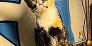 Kali Patches is registered to the contest to win money with this photo: abyssinian, angora, animal, brasssection, cat, desk, egyptiancat, furniture, horn, indoors, kitten, lamp, manx, musicalinstrument, pet, table, tablelamp