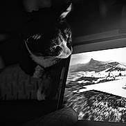 Kali Patches joined the competition — help win amazing prizes! abyssinian, animal, bodypart, cat, computer, computerhardware, computerkeyboard, electronics, finger, hand, hardware, kitten, laptop, manx, monitor, mouth, pc, person, pet, screen