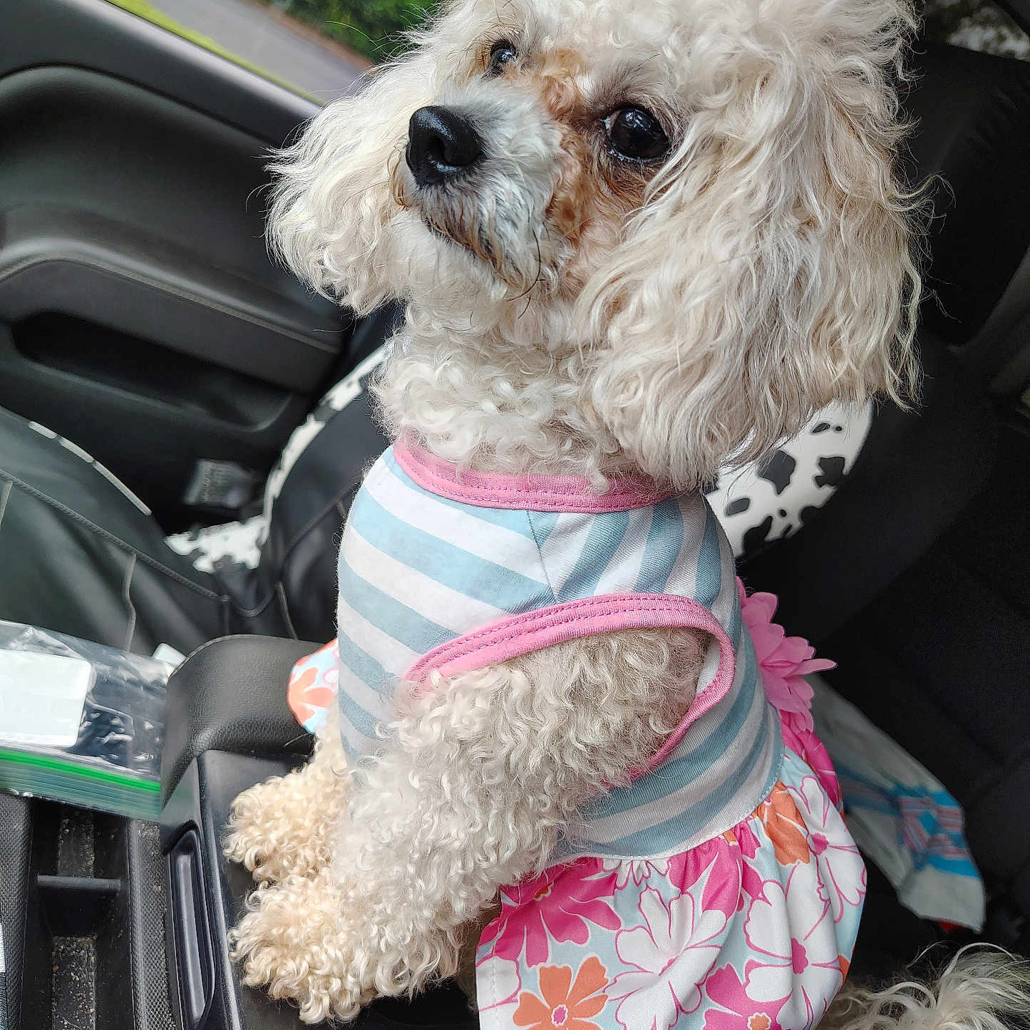 Honey joined the competition — help win amazing prizes! accessories, animal, bag, belt, canine, car, car_interior, carseat, couch, cushion, dog, furniture, handbag, homedecor, pet, poodle, puppy, terrier, transportation, vehicle
