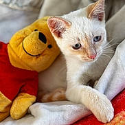 Winnie a rejoint le concours — aidez-le/la à gagner de superbes lots ! kitten, cat, plush_toy, winnie_the_pooh, stuffed_animal, white_fur, blue_eyes, close_up, soft_texture, fabric, cute, pet, animal, resting, indoor, cozy, toy, fur, relaxed, playful