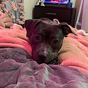 Tympy joined the competition — help win amazing prizes! dog, blanket, bed, indoor, television, furniture, curtains, flower_pattern, soft_texture, resting, pet, animal, cozy, pink_lighting, living_room, decor, calm, portrait, closeup, cute
