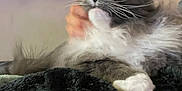 Smokey is registered to the contest to win money with this photo: cat, fluffy, grey, white, pet, hand, blanket, tapestry, purple, pink, indoor, relaxed, furry, animal, comfort, cozy, closeup, whiskers, cute, domestic