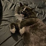 Smokey is registered to the contest to win money with this photo: cat, gray_cat, white_paws, fluffy, lying_down, bed, sheet, indoor, pet, sleepy, mouth_open, whiskers, fur, animal, domestic_cat, cute, relaxed, paw, resting, feline