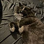 cat, gray_cat, white_paws, fluffy, lying_down, bed, sheet, indoor, pet, sleepy, mouth_open, whiskers, fur, animal, domestic_cat, cute, relaxed, paw, resting, feline