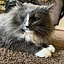 Smokey joined the competition — help win amazing prizes! cat, gray_cat, white_paws, fluffy_fur, carpet, indoor, pet, feline, relaxed, close_up, whiskers, animal, domestic_cat, laying_down, fur_texture, soft_light, portrait, household, cute, calm
