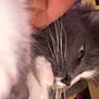 Smokey is registered to the contest to win money with this photo: cat, gray_cat, white_cat, whiskers, close_up, person, face, pet, animal, indoor, furry, cute, affection, blur, soft_focus, nose, eye, fur, companion, friendship