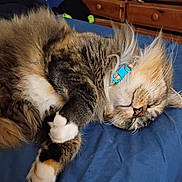Roxie is registered to the contest to win money with this photo: animal, bed, blue_bedspread, cat, collar, cozy, cute, domestic, drawer, fluffy, fur, furniture, indoor, paws, pet, relaxed, resting, sleeping, tabby, whiskers