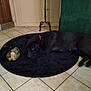 dog, bird, black_dog, indoor, floor, tile_floor, rug, round_rug, pet, animal, companion, resting, laying_down, brown_bird, quiet, domestic, home, furniture, corner, peaceful