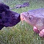 Idem participe au concours pour gagner de l'argent avec cette photo : animal, animal_face, black_dog, carp, closeup, curiosity, daylight, dog, face, fish, friendship, grass, greenery, hand, interaction, nature, nose, outdoor, pet, wildlife