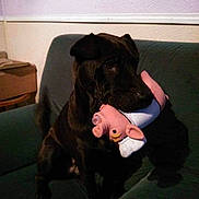 Idem a rejoint le concours — aidez-le/la à gagner de superbes lots ! dog, black_dog, toy, pink_toy, pig_toy, couch, sofa, indoor, pet, animal, sitting, mouth_holding, living_room, furniture, wall, table, calm, household, domestic, shadow