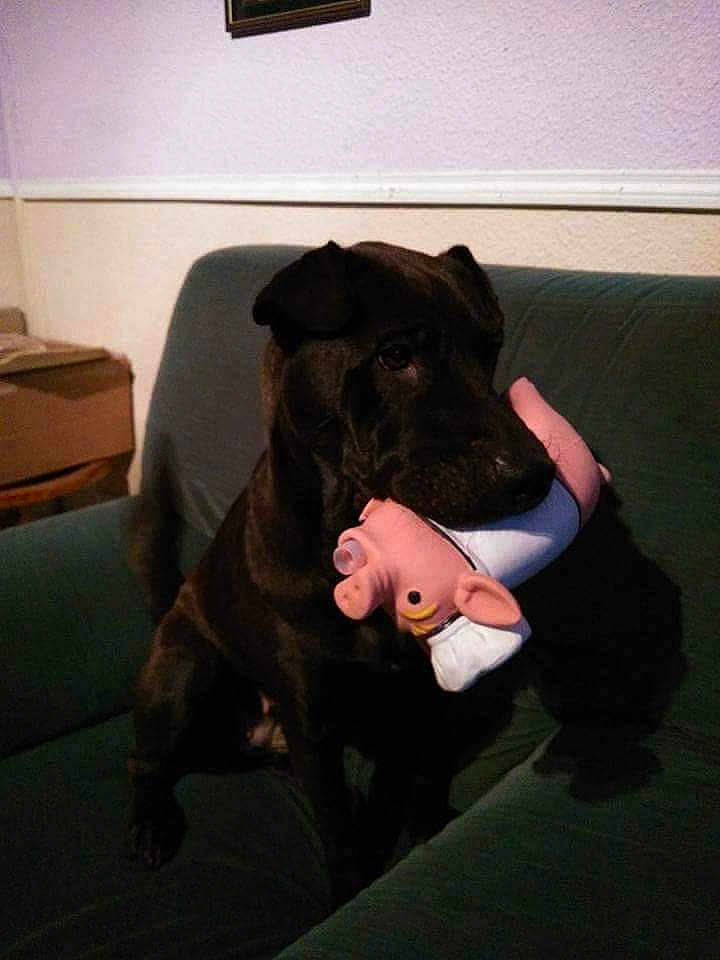 Idem a rejoint le concours — aidez-le/la à gagner de superbes lots ! dog, black_dog, toy, pink_toy, pig_toy, couch, sofa, indoor, pet, animal, sitting, mouth_holding, living_room, furniture, wall, table, calm, household, domestic, shadow