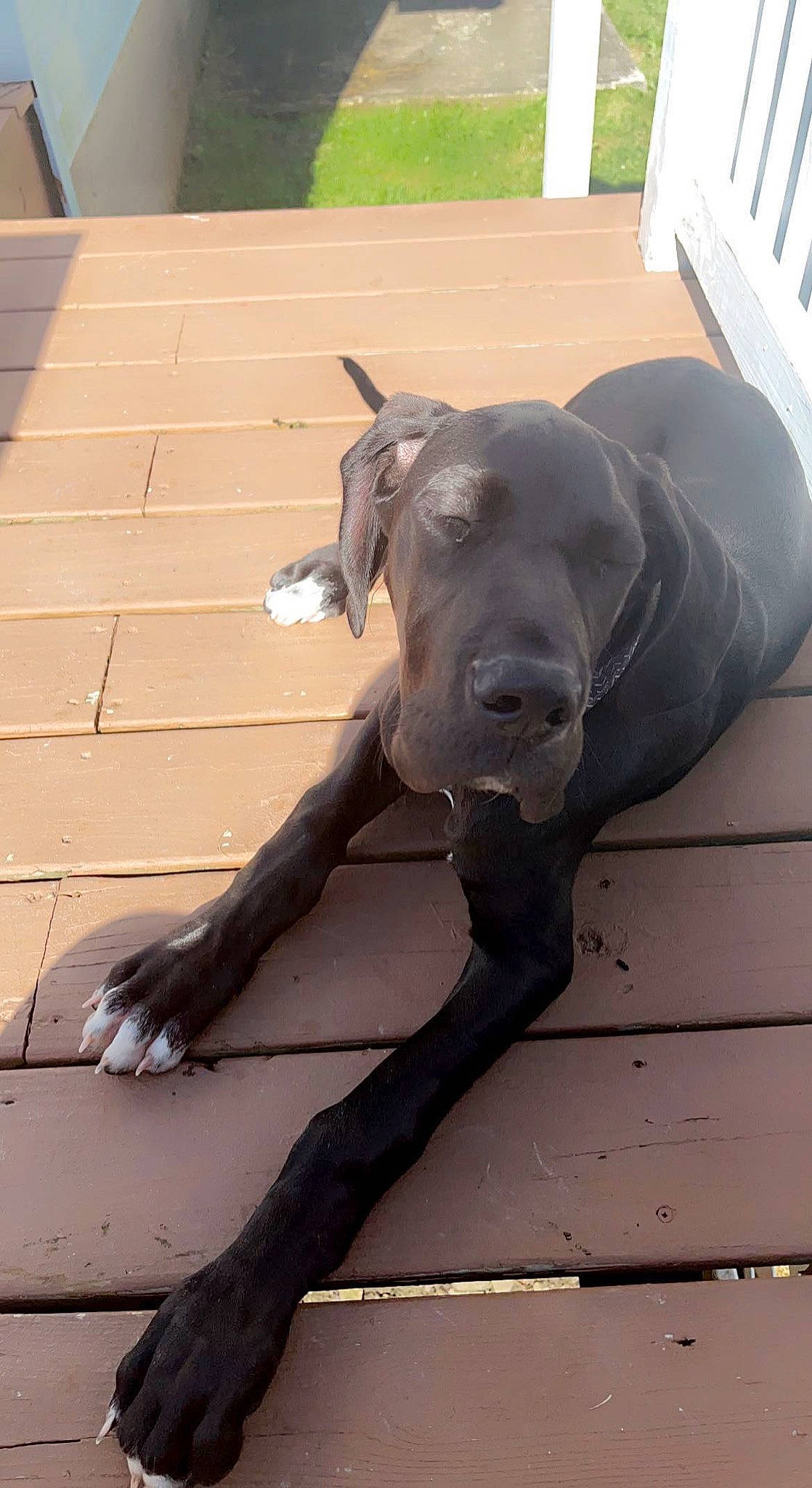 Gus is registered to the contest to win money with this photo: borador, canidae, carnivore, collar, companion_dog, dog, dog_breed, dog_collar, fawn, flooring, guard_dog, gun_dog, hardwood, liver, sporting_group, tail, terrestrial_animal, window, wood, working_animal