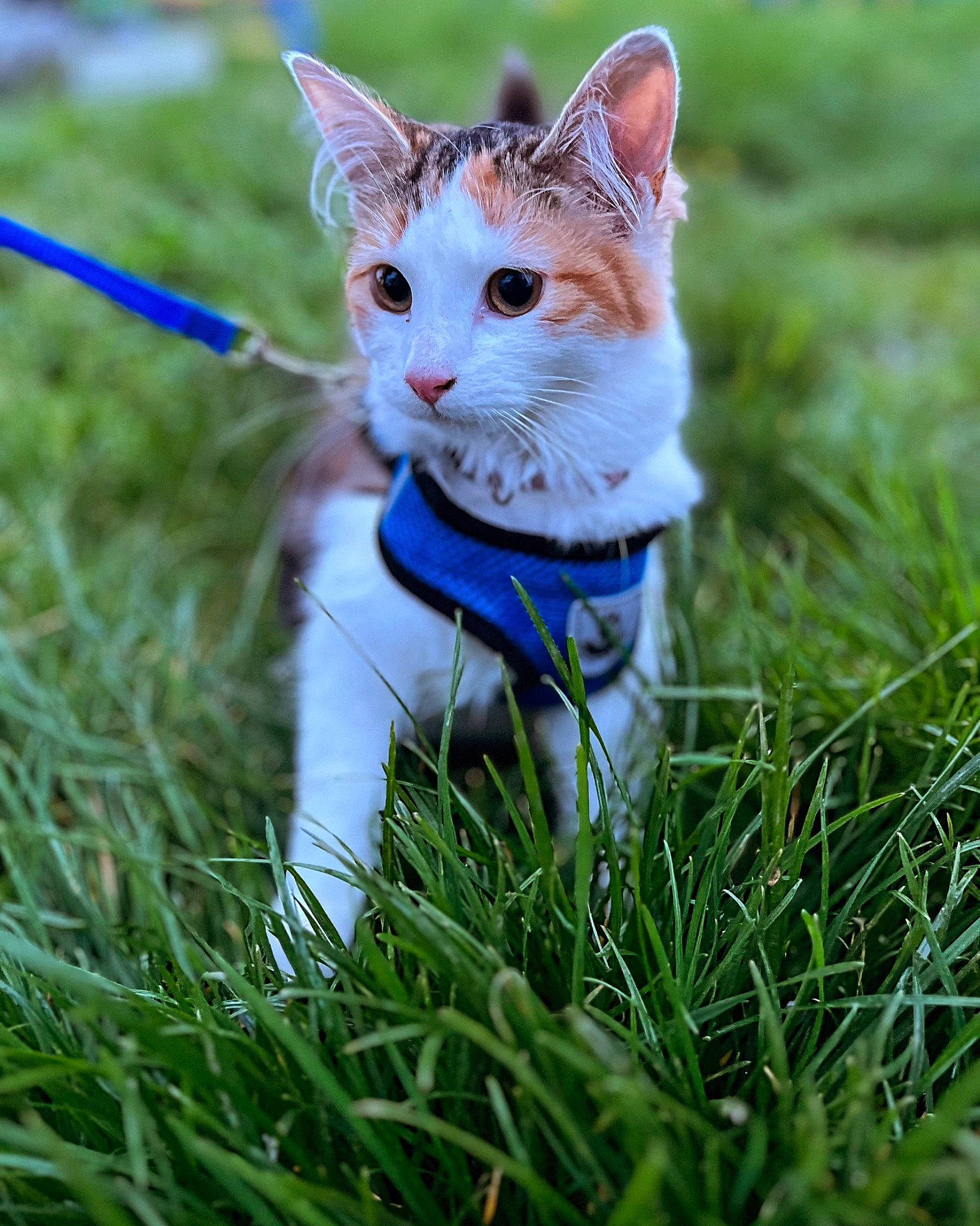 Minette participe au concours pour gagner de l'argent avec cette photo : blue, carnivore, cat, electric_blue, eye, fawn, felidae, grass, grass_family, grassland, happy, lawn, meadow, plant, small_to_medium_sized_cats, snout, tail, terrestrial_animal, tree, whiskers