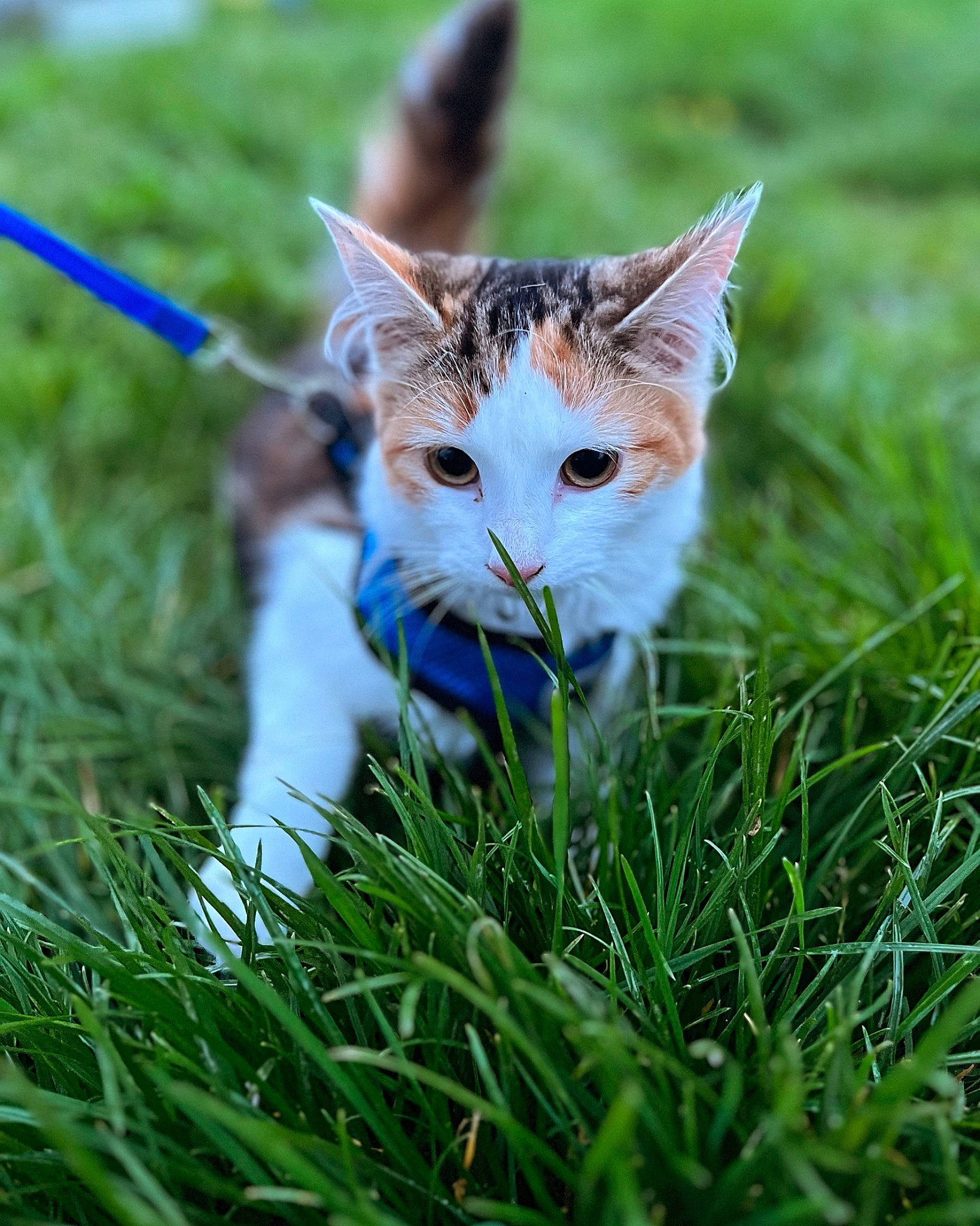 Minette participe au concours pour gagner de l'argent avec cette photo : carnivore, cat, collar, domestic_short_haired_cat, electric_blue, fawn, felidae, fur, grass, grass_family, grassland, happy, lawn, meadow, people_in_nature, plant, small_to_medium_sized_cats, snout, tail, whiskers