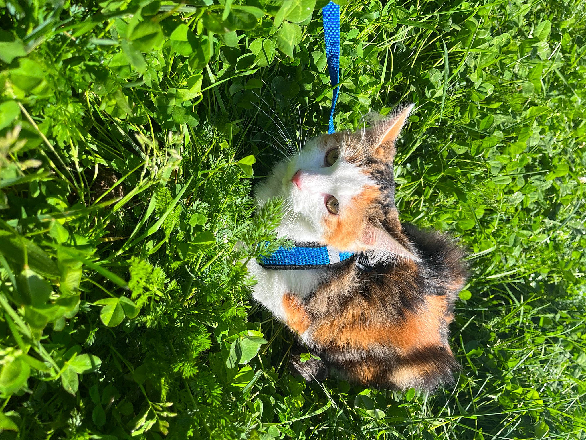 Minette participe au concours pour gagner de l'argent avec cette photo : carnivore, cat, collar, companion_dog, dog_breed, domestic_short_haired_cat, electric_blue, fawn, felidae, fur, grass, groundcover, herb, jungle, plant, small_to_medium_sized_cats, snout, tail, vegetation, whiskers