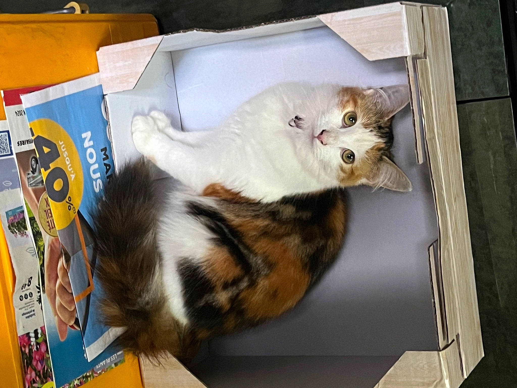 Minette a rejoint le concours — aidez-le/la à gagner de superbes lots ! box, carnivore, cat, claw, domestic_short_haired_cat, felidae, fur, paw, publication, room, small_to_medium_sized_cats, tail, whiskers