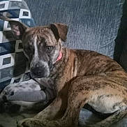 Evie joined the competition — help win amazing prizes! dog, brindle, collar, couch, pillow, indoor, pet, animal, relaxed, fur, canine, home, resting, blanket, comfort, ears, looking, seated, domestic, cute