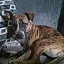 dog, brindle, collar, couch, pillow, indoor, pet, animal, relaxed, fur, canine, home, resting, blanket, comfort, ears, looking, seated, domestic, cute