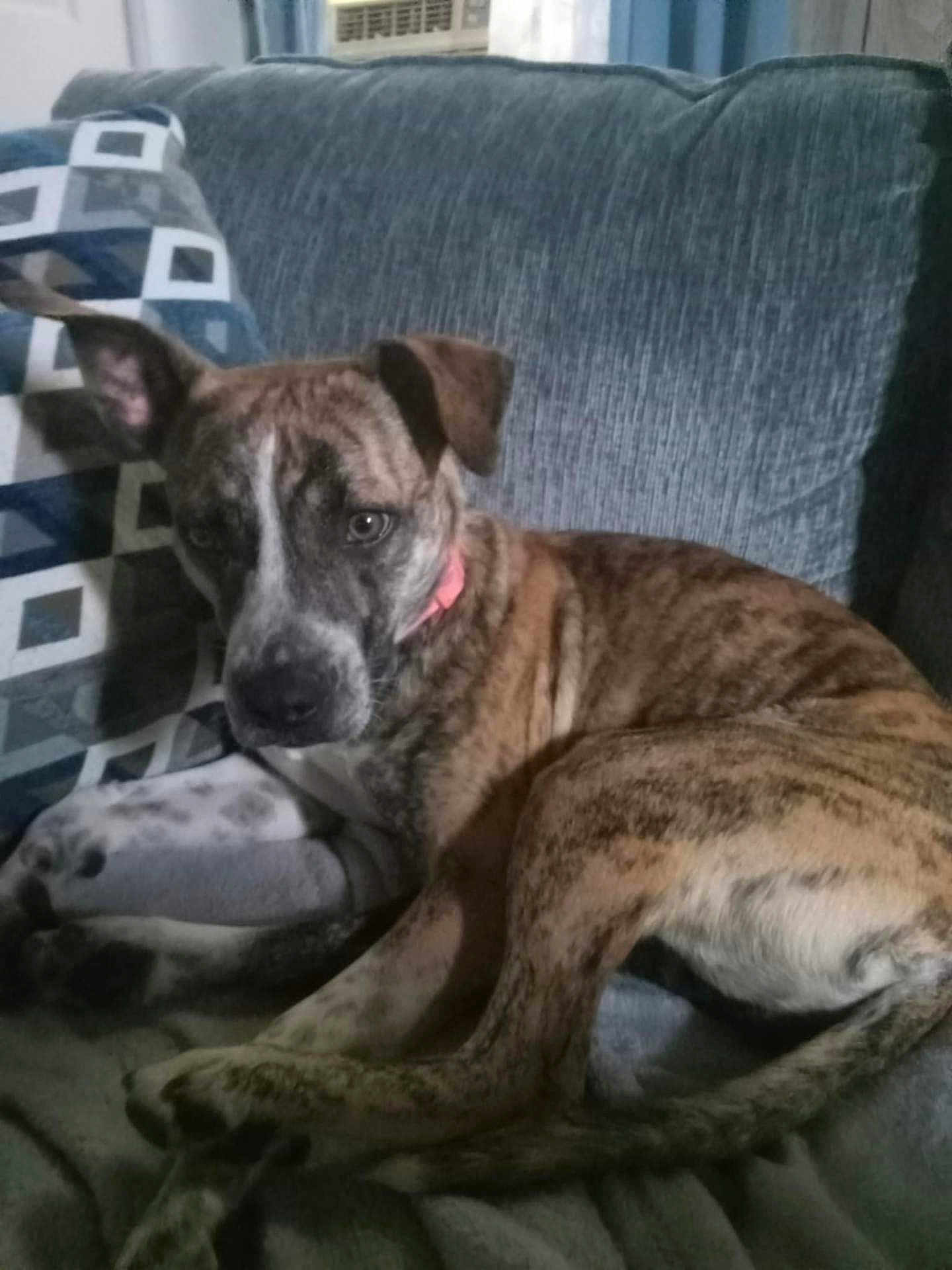 Evie joined the competition — help win amazing prizes! dog, brindle, collar, couch, pillow, indoor, pet, animal, relaxed, fur, canine, home, resting, blanket, comfort, ears, looking, seated, domestic, cute